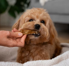 Elite Dog Products