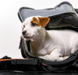Elite Dog Products