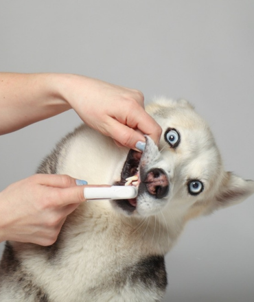 Elite Dog Products