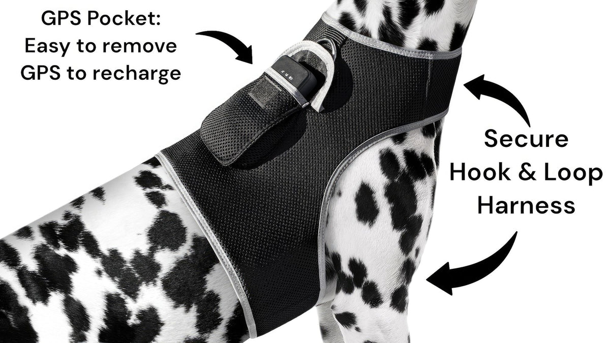 Large waterproof dog tracking collar pocket harness with GPS and mobile app compatibility