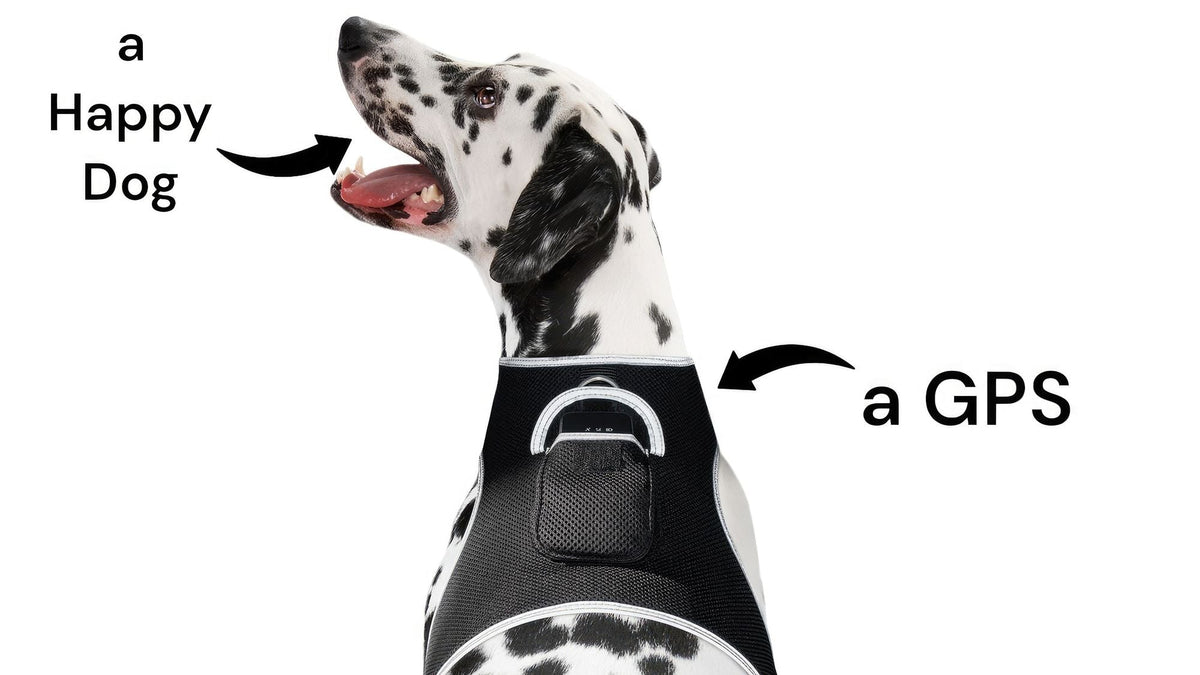 Mini waterproof GPS tracking collar XL size for hunting dogs with tracking app